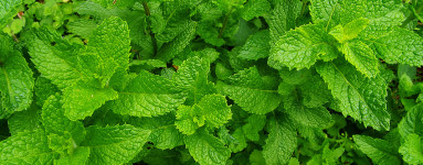 Mäta pieporná (Mentha × piperita)